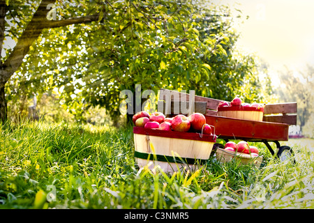 Baskets of freshly picked red apples on wagon in an orchard during fall season Stock Photo