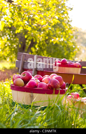 Baskets of freshly picked red apples with wagon in an orchard during fall season Stock Photo