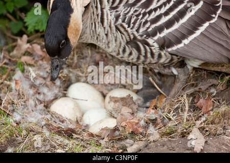 Hawaiian Goose or Ne-ne (Branta sandvicensis). Female standing over nest turning eggs before settling down to incubate. Stock Photo