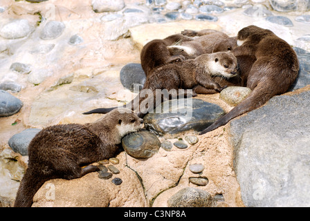 Group Oriental Small-clawed Otters (Aonyx cinerea) lying on rock Stock Photo