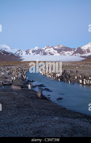 Seals and King Penguins at St Andrew's Bay, St Georgia Stock Photo
