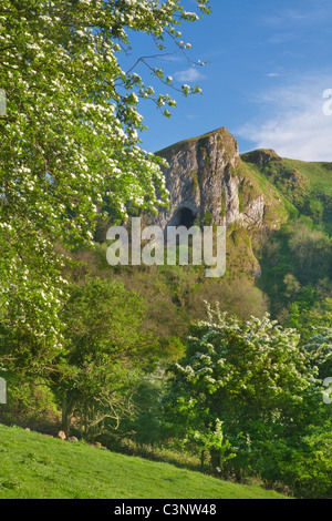 Thor's Cave with hawthorn trees in blossom, Manifold Valley, Staffordshire Moorlands, Peak District National Park, England UK Stock Photo