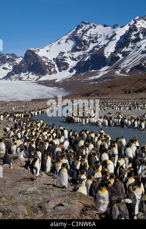 Hundreds of king penguins line the glacial stream running from the Cook Glacier at St Andrews Bay, South Georgia Island Stock Photo