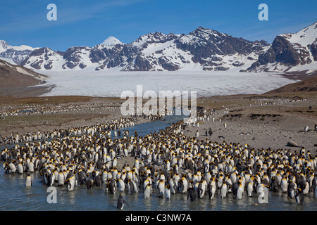 Hundreds of king penguins line the glacial stream in front of the Cook Glacier at St Andrews Bay, South Georgia Island Stock Photo