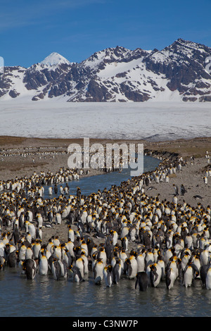 Hundreds of King Penguins line the glacial stream from the Cook Glacier at St Andrews Bay, South Georgia Island Stock Photo