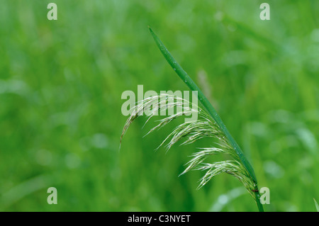 Phragmites australis, or common reed growing after winter Stock Photo
