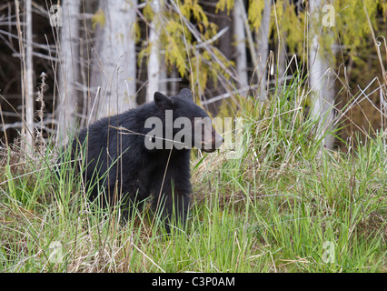 Black Bear Cub resting head on grass. Stock Photo