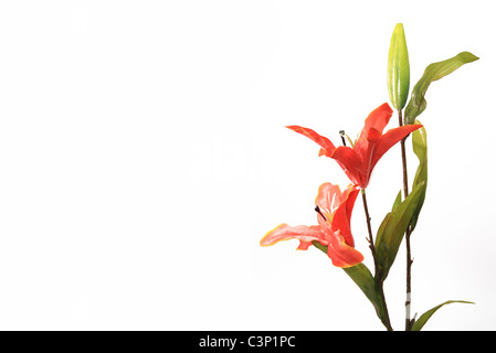 Orange yellow tiger lily flowers on white background Stock Photo