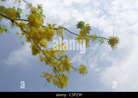 Bright yellow flowers Stock Photo