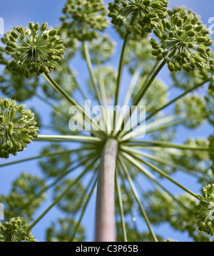 Angelica archangelica  Garden Angelica Stock Photo