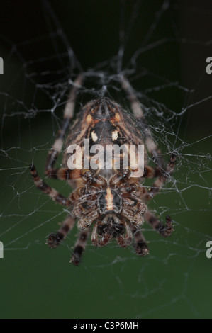 Cross spider Araneus Diadematus on a green leaf in a meadow Stock Photo ...