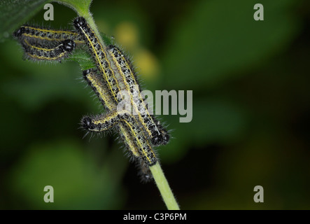 Close-up of Large White (Pieris brassicae) caterpillar group devouring a plant, spring season. Stock Photo