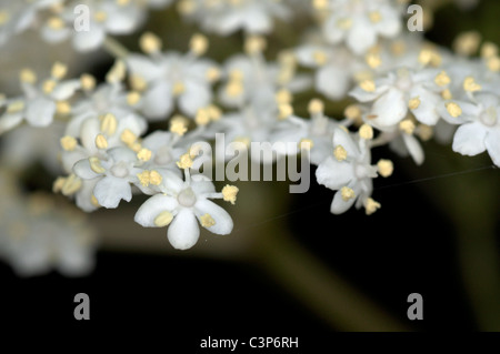 Sambucus nigra (European Black Elder) flowers macro Stock Photo