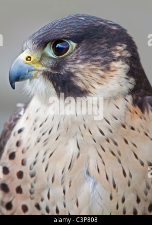 Peregrine-Saker Falcon (falco peregrinus/cherrug) Stock Photo