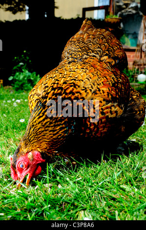 A female gold laced wyandotte Bantam feeding on a lawn Stock Photo