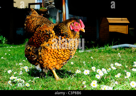 A female gold laced wyandotte Bantam Stock Photo