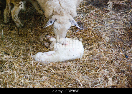 Mother sheep cleaning up its new-born lamb Stock Photo