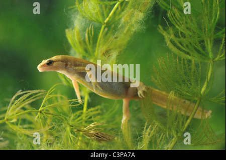 Palmate newt (Lissotriton helveticus - Triturus helveticus) swimming underwater in a puddle at spring - Belgium Stock Photo