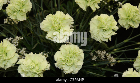 Carnations - Lady Spring Stock Photo