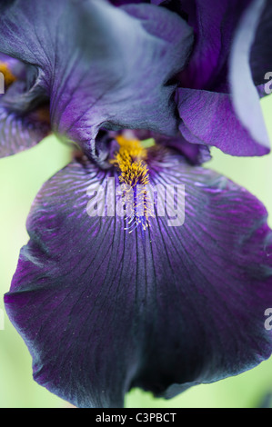 Tall Bearded Iris 'Interpol' flower Stock Photo