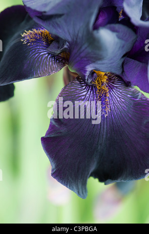 Tall Bearded Iris 'Interpol' flower Stock Photo
