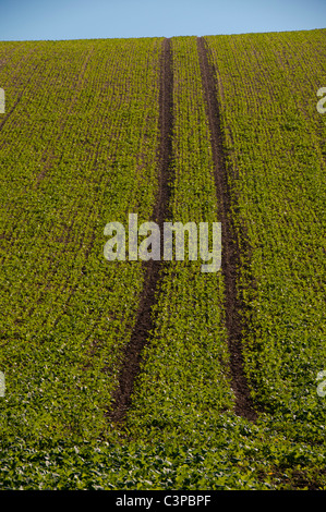 Tire tracks in a green field of new crop Stock Photo