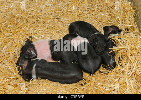 British Saddleback piglets sleeping on straw. Stock Photo