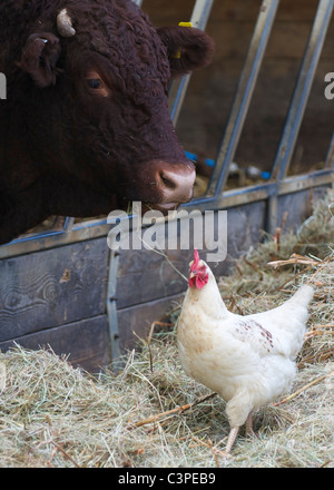 Red Ruby Devon bull with a hen. Stock Photo