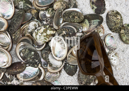 several seashells on white sand with sunglasses Stock Photo
