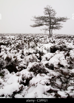 Tree and heather in snow and mist, Stanton Moor, Peak District, England
