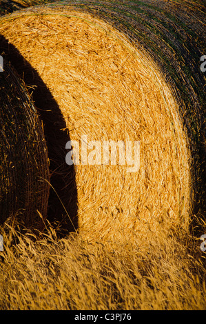 Round bales of alfalfa sit in a field outside of Choteau; Montana; waiting to be stacked for winter storage Stock Photo