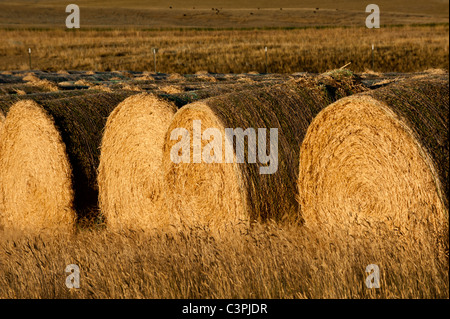 Round bales of alfalfa sit in a field outside of Choteau; Montana; waiting to be stacked for winter storage Stock Photo