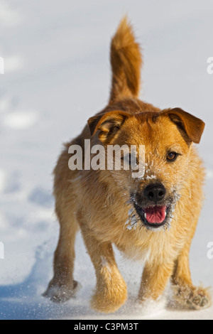 Germany, Bavaria, Parson Jack Russel Dog Running In Snow Stock Photo 