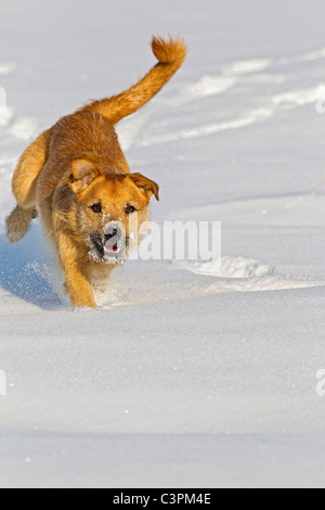 Germany, Bavaria, Parson jack russel dog running in snow Stock Photo ...