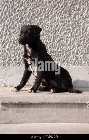 Cute young stray dog on the street Stock Photo
