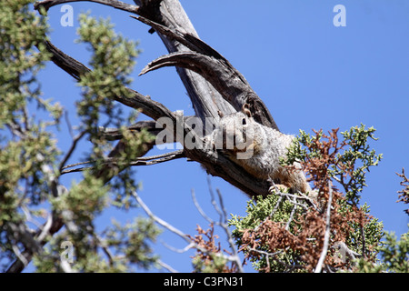 Rock Squirrel (Spermophilus variegatus) climbing rocks at Joshua Tree ...