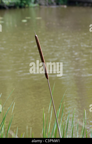 River Reed Single green reed grass in the garden gives a harmonic background Stock Photo ...