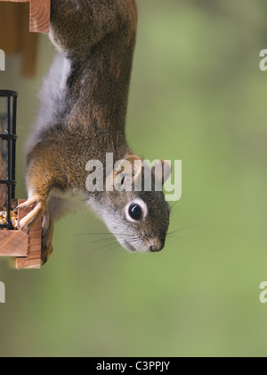 Red Squirrel hanging upside down from a bird feeder. Stock Photo