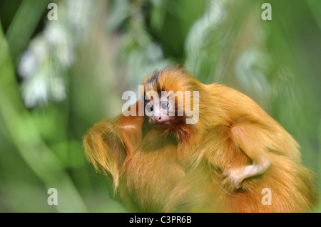 Young Tamarin (Leontopithecus rosalia) monkey on mothers back Stock Photo