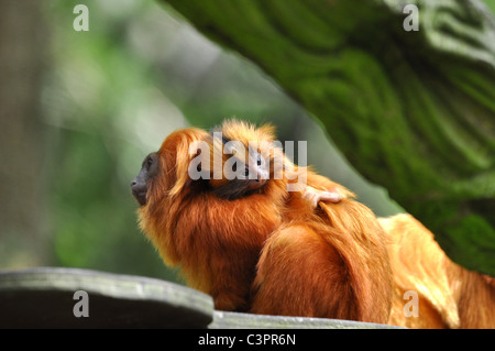 Young Tamarin (Leontopithecus rosalia) monkey on mothers back Stock Photo
