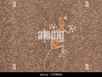 A fan-fingered gecko (Ptyodactylus guttatus) tries to blend in with a call in Israel. Stock Photo