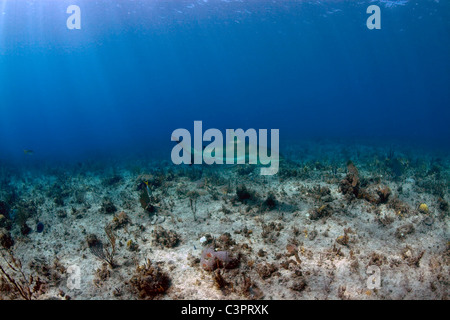 A Caribbean Reef Shark cruises above an unhealthy coral reef in Cuba. Stock Photo