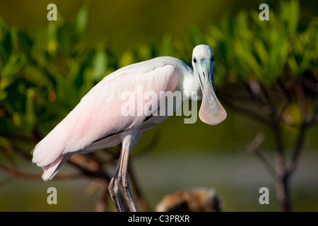 A roseate spoonbill (Ajaja ajaja) bird rests along the banks of a mangrove forest in Cuba. Stock Photo