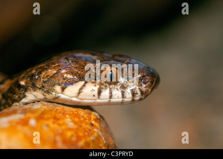 A close-up view of a venomous side striped palm-pitviper (Bothriechis lateralis) in Costa Rica. Stock Photo