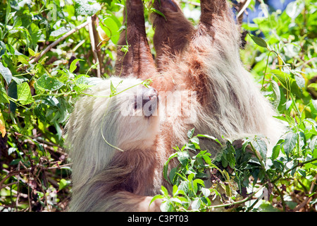A two-toed sloth hangs from a branch in Costa Rica. Stock Photo