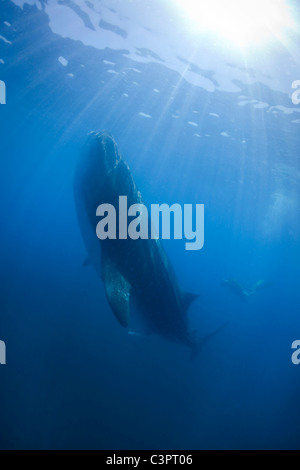 A whale shark feeds on plankton 35 miles off the coast of Holbox Mexico. Stock Photo