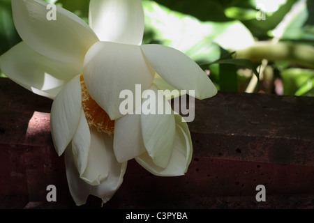 White Lotus Flower Closeup on Bench Stock Photo