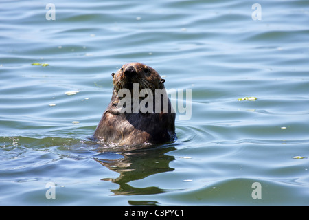 Sea Otter (Enhydra lutris) - Moss Landing, California, , Elkhorn Slough National Estuarine Research Reserve