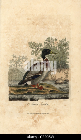 Mallard duck, Anas platyrhynchos Stock Photo