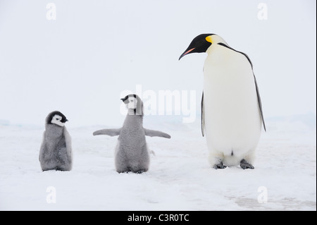 Antarctica, View of Emperor penguin with chicks Stock Photo